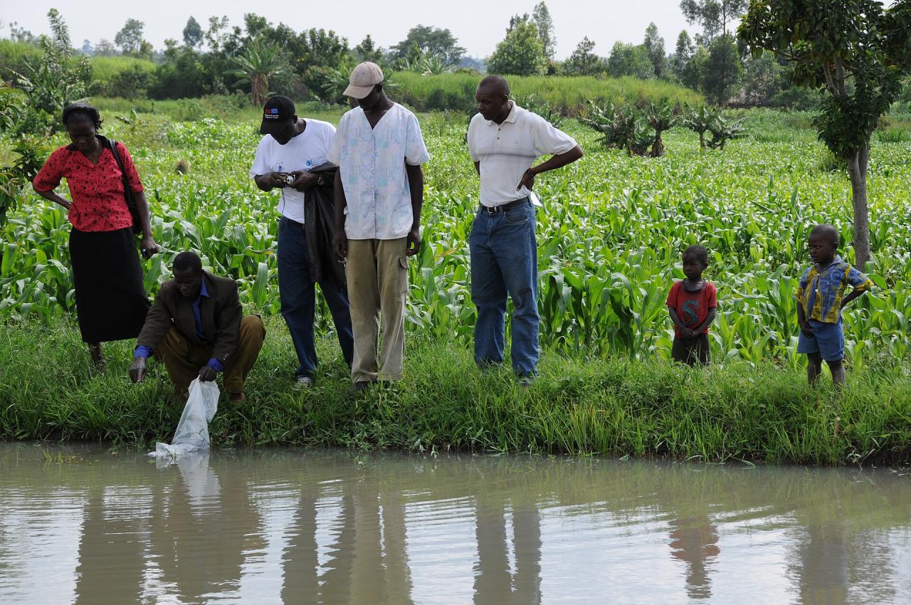 L'alevinage du tilapia