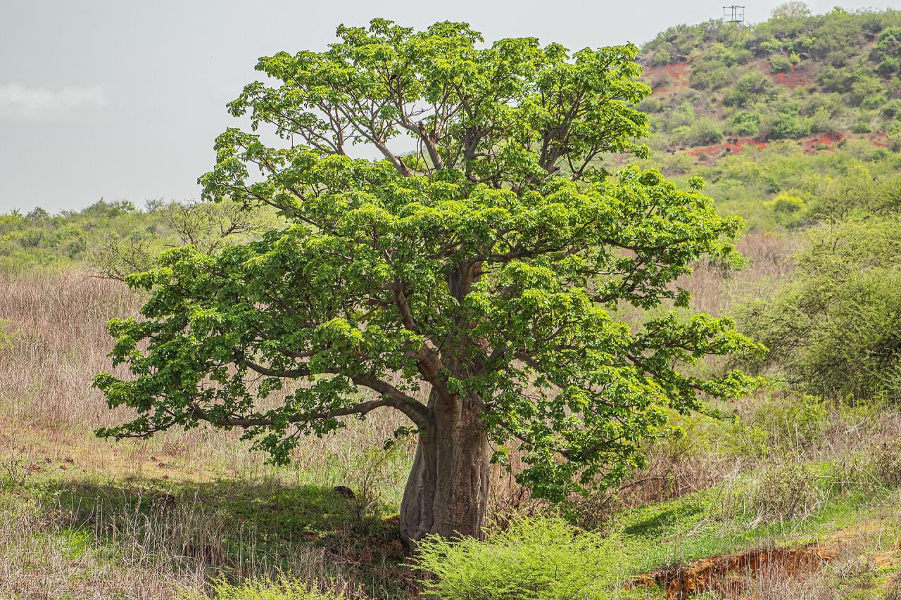 Le baobab