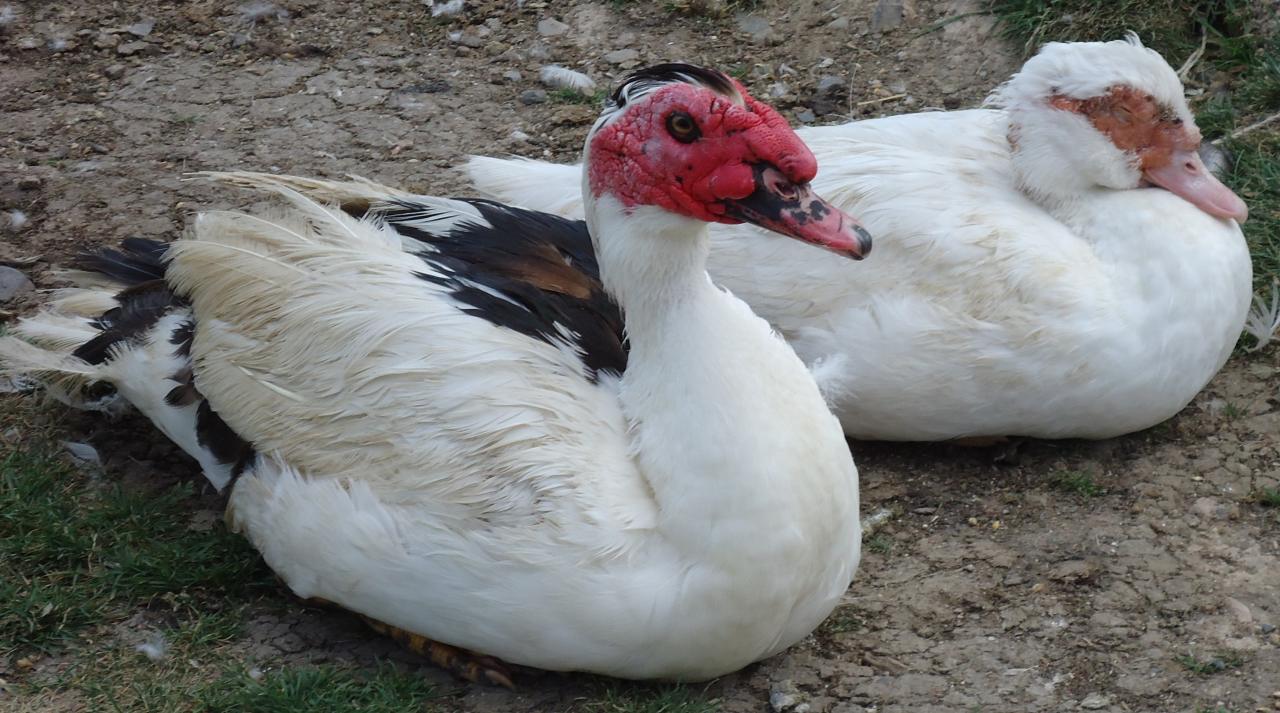 Le canard de Barbarie