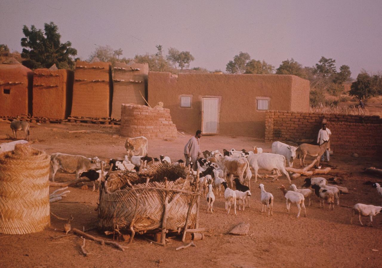 La chèvre au Sahel