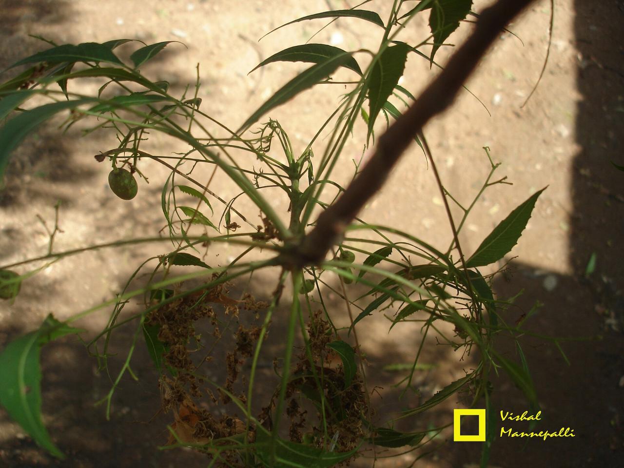 L'extrait de graines de neem contre les ravageurs