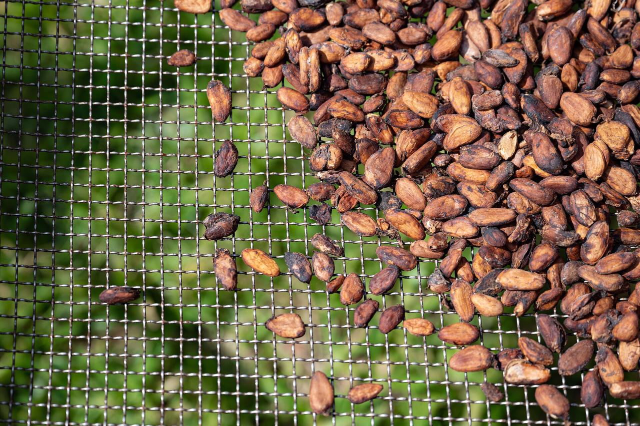 La fermentation et le séchage du cacao