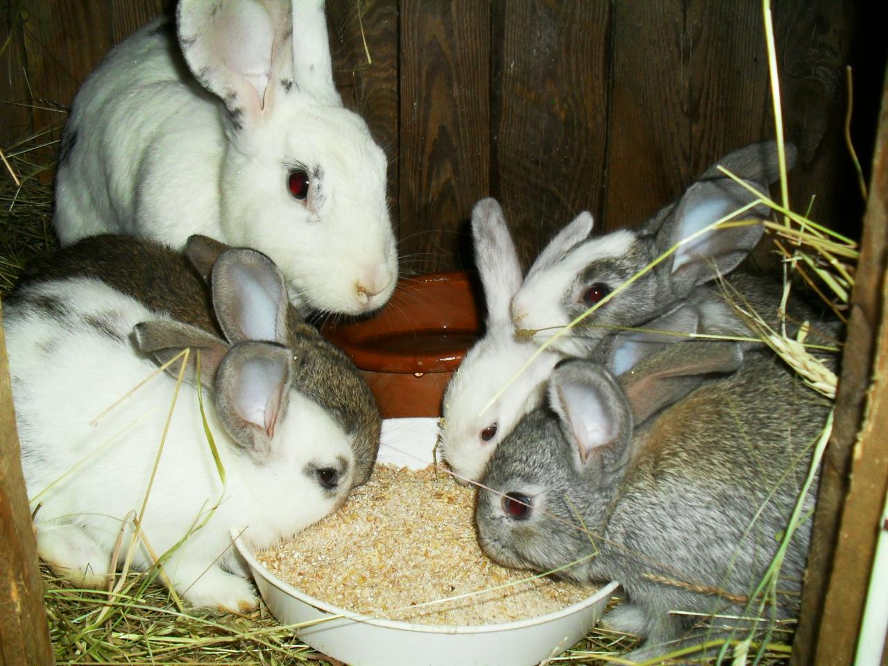 Le lapin de case