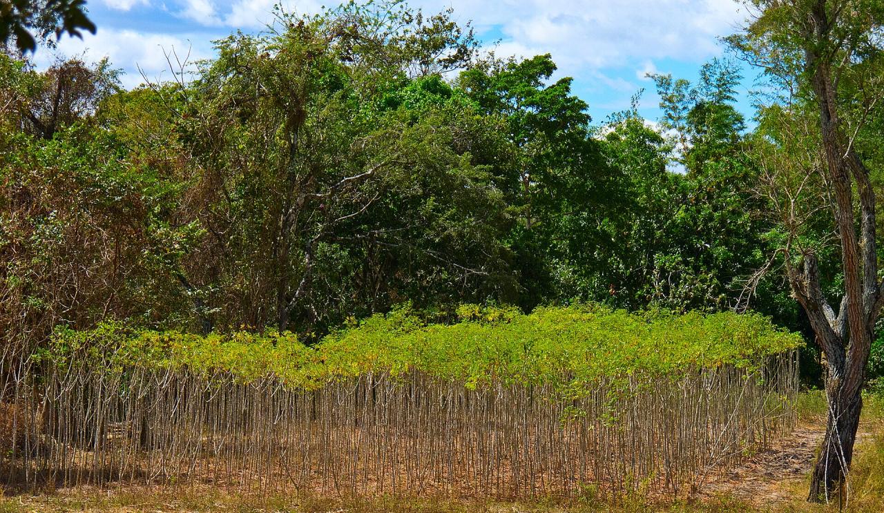 Le manioc