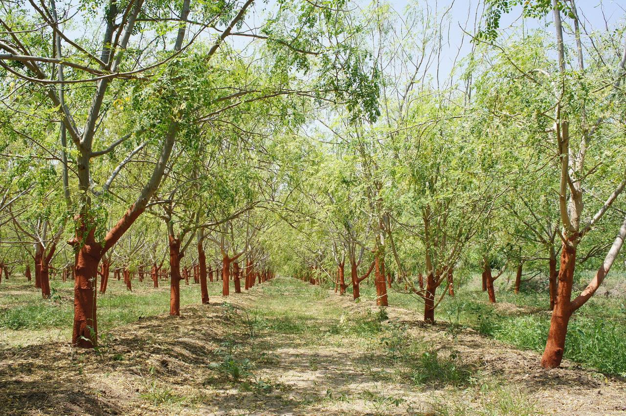Le moringa, l'arbre qui ne demande rien