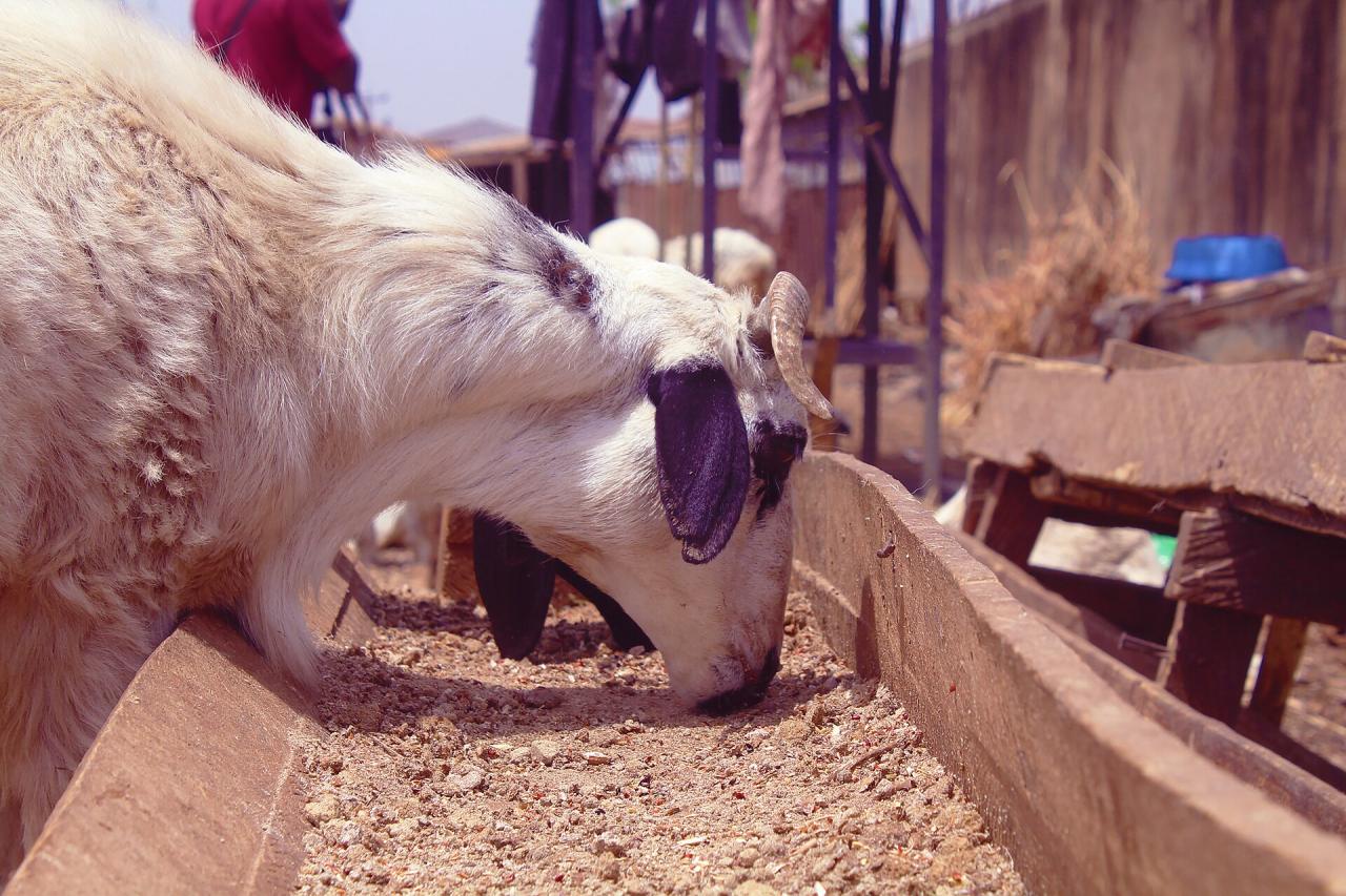 Le mouton Djallonké