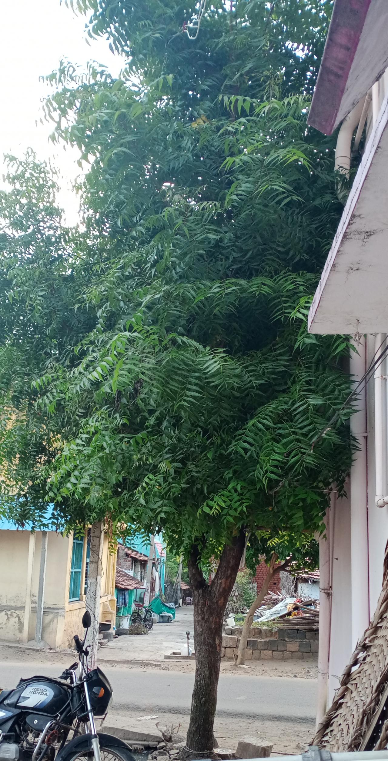Le neem