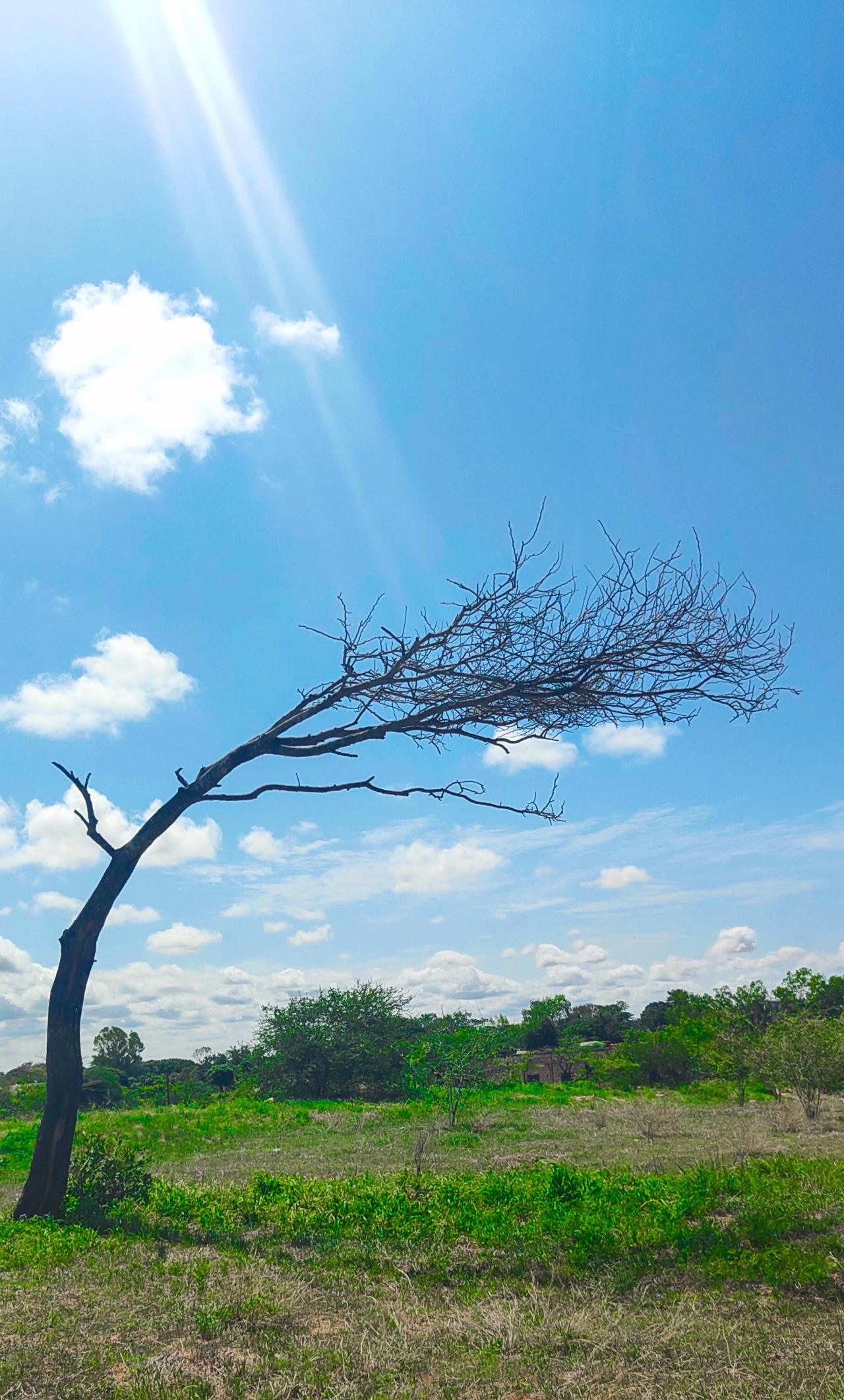 Le parc à Faidherbia : l'arbre qui donne son ombre à contretemps