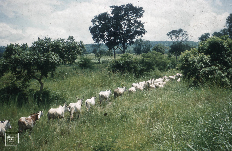 Le pastoralisme mobile