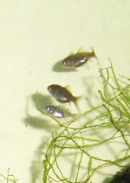 Le tilapia en étang