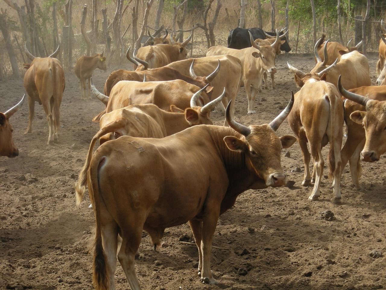 La vache N'Dama